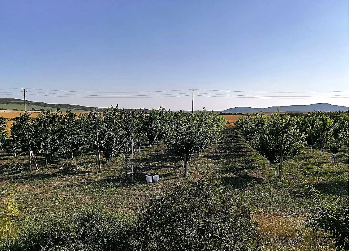 Продава: Овощна градина с череши, засадени през 2014 г.