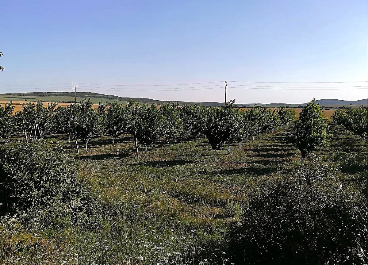 Продава: Овощна градина с череши, засадени през 2014 г.